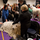 Illustration for article titled Meet Sky, the Wire Fox Terrier Who Just Won the Westminster Dog Show